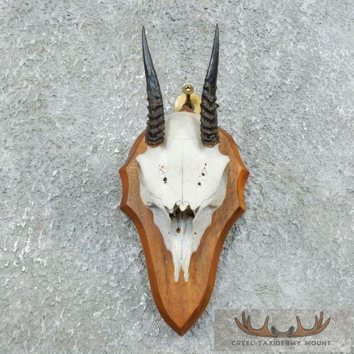 African Dik-Dik Taxidermy Skull Mount For Sale