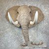 African Elephant Replica Taxidermy Shoulder Mount For Sale