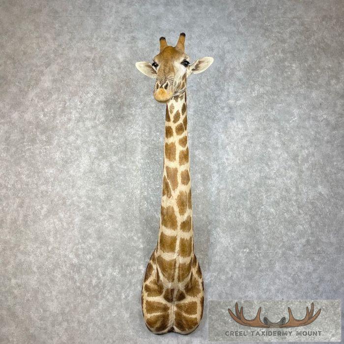 African Giraffe Taxidermy Shoulder Mount For Sale
