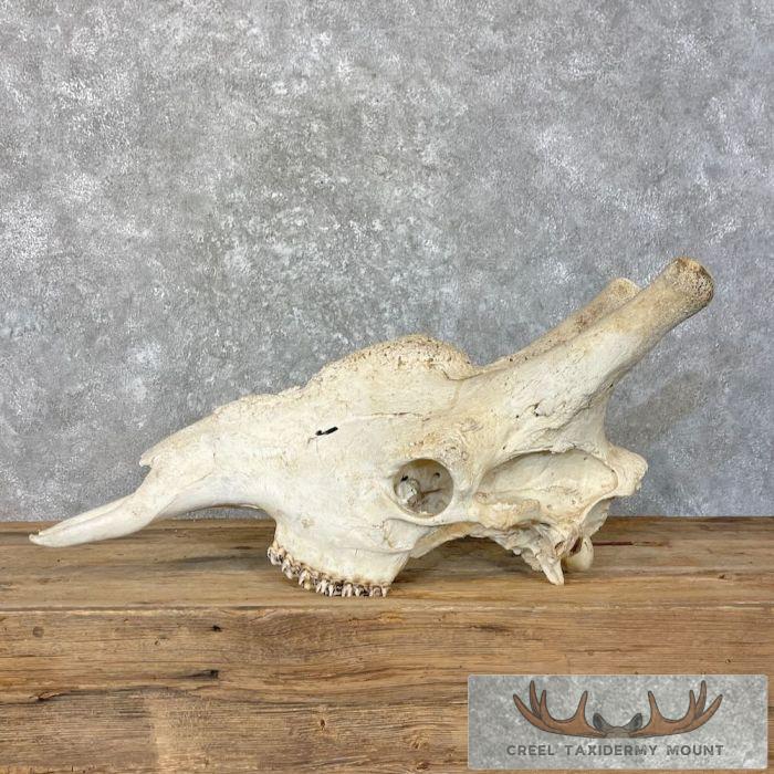 African Giraffe Skull Taxidermy Mount For Sale
