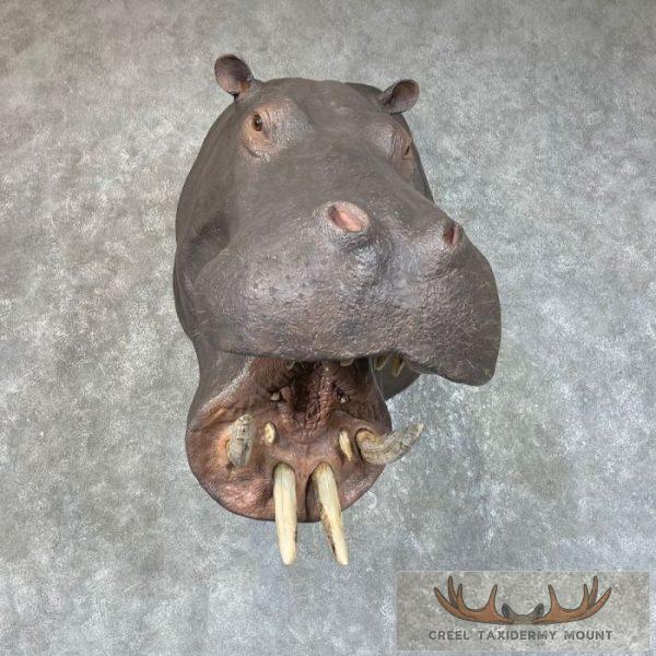 African Hippopotamus Taxidermy Shoulder Mount For Sale