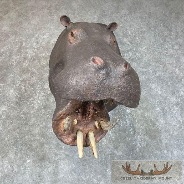 African Hippopotamus Taxidermy Shoulder Mount For Sale