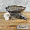 African Hornbill Taxidermy Skull For Sale