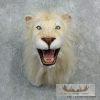 Reproduction African Lion Taxidermy Shoulder For Sale - Image 6