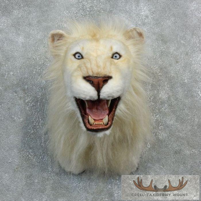 Reproduction African Lion Taxidermy Shoulder For Sale - Image 6