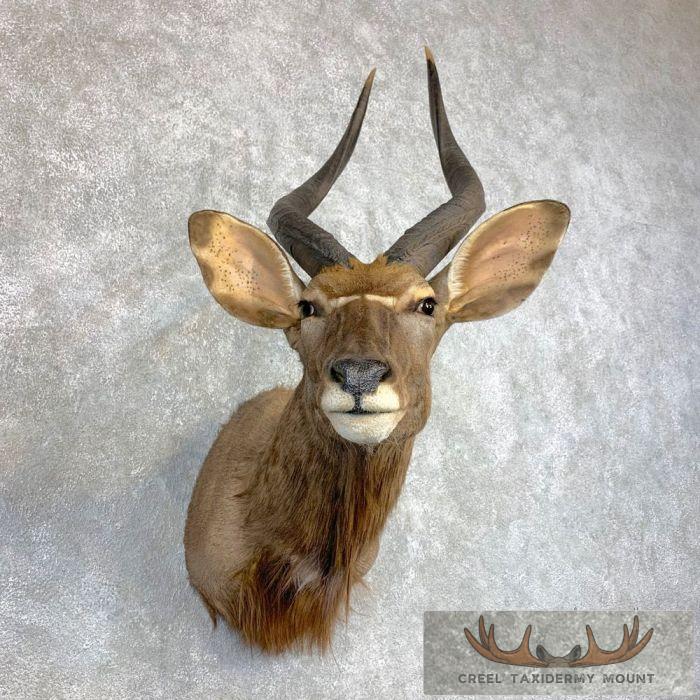 African Nyala Taxidermy Shoulder Mount For Sale - Image 2