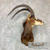 African Sable Antelope Taxidermy Shoulder Mount For Sale