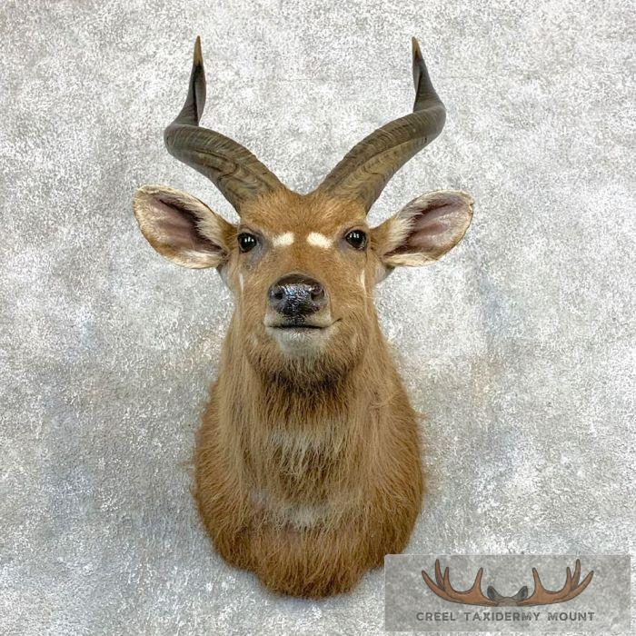 African Sitatunga Taxidermy Shoulder Mount For Sale - Image 3