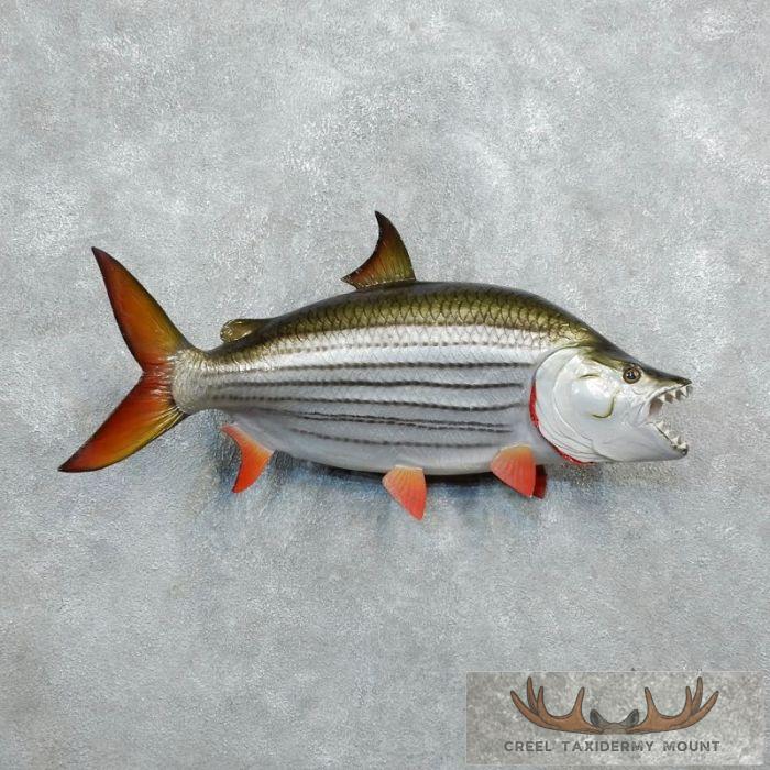 African Tigerfish Taxidermy Mount For Sale