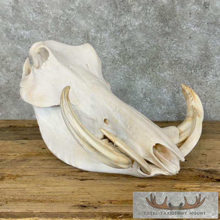 African Warthog Full Skull For Sale