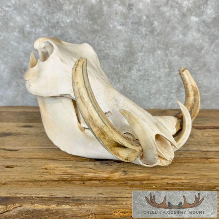 African Warthog Full Skull For Sale