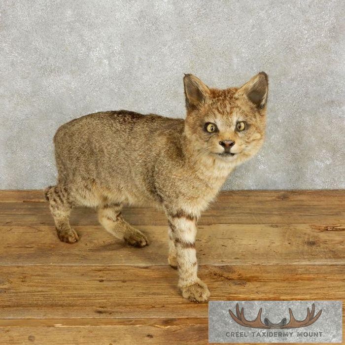 African Wildcat Life Size Taxidermy Mount For Sale