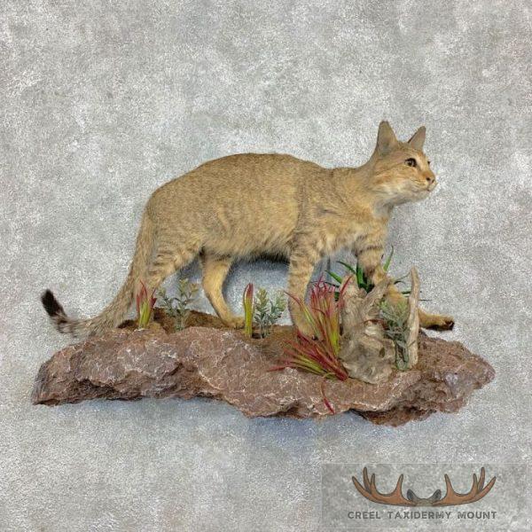 African Wildcat Life Size Taxidermy Mount For Sale