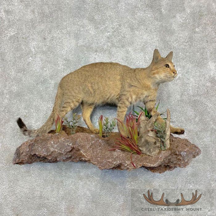 Wildcat Rodeo Mount African Wildcat Life Size Taxidermy Mount For Sale - Creel Taxidermy