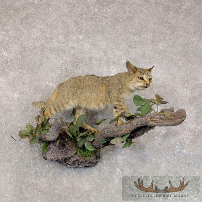 African Wildcat Life Size Taxidermy Mount For Sale