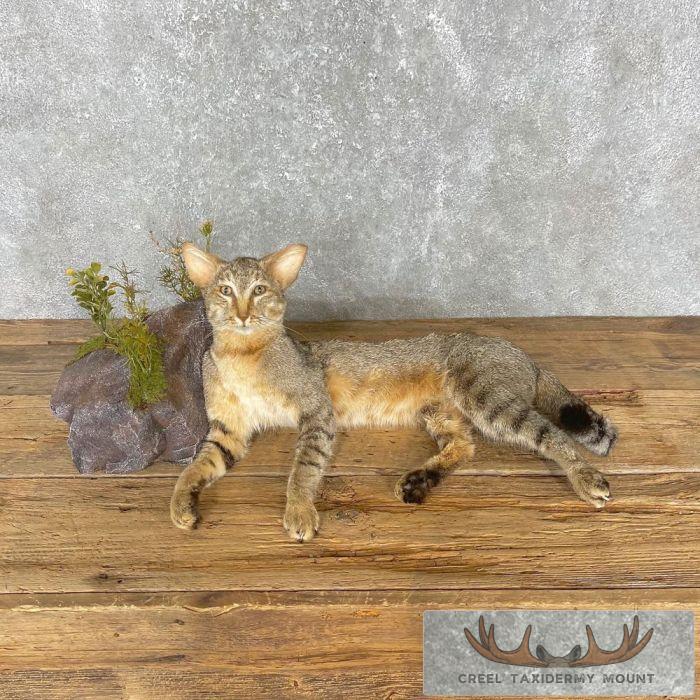African Wildcat Life-Size Taxidermy Mount For Sale