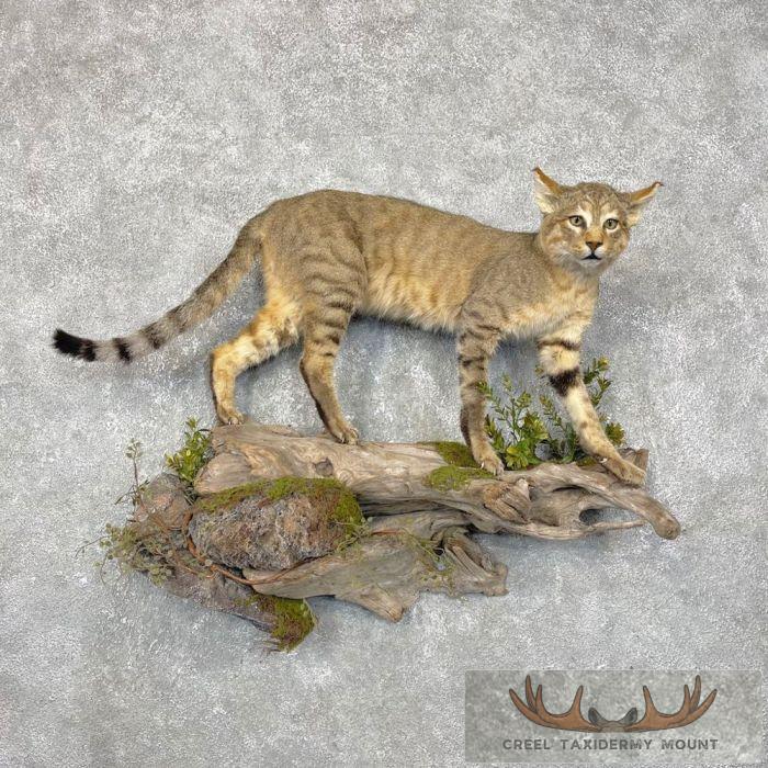Wildcat Rodeo Mount African Wildcat Life Size Taxidermy Mount For Sale - Creel Taxidermy