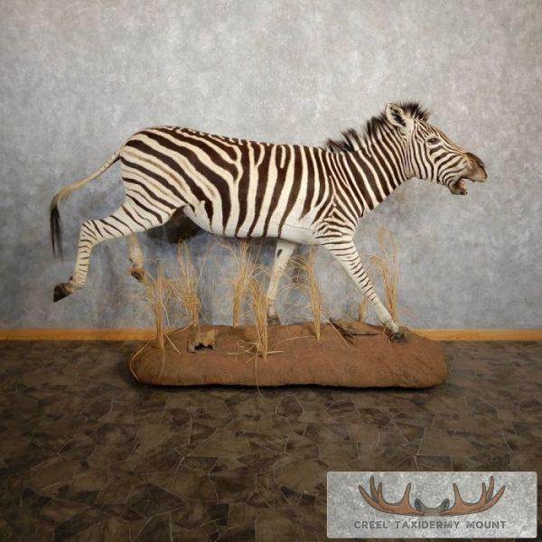 African Zebra Life Size Taxidermy Mount For Sale