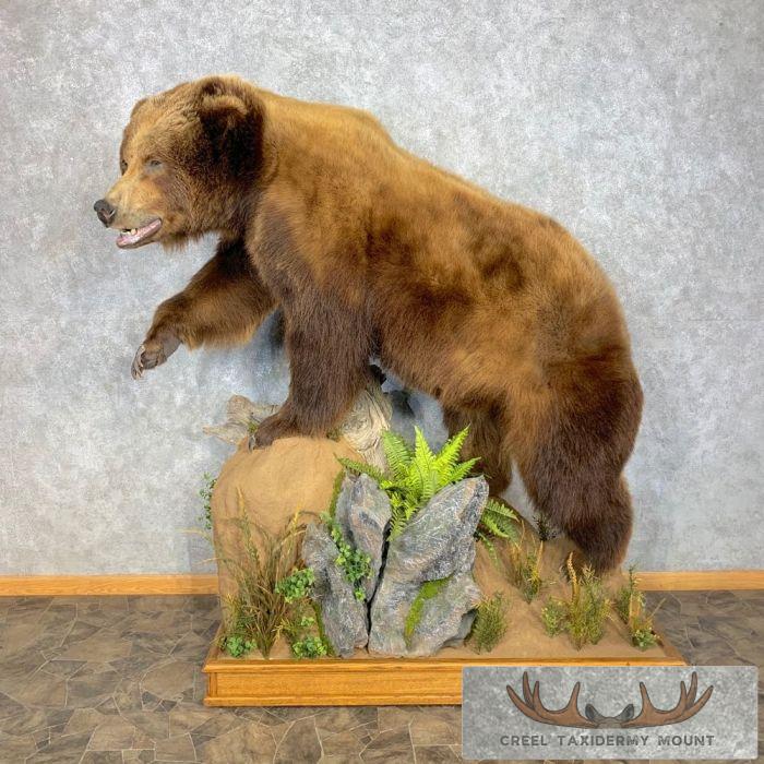 Alaskan Brown Bear Life-Size Taxidermy Mount For Sale