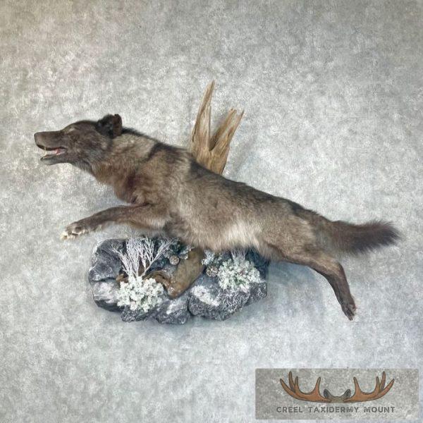 Alaskan Black Wolf Life-Size Taxidermy Mount For Sale