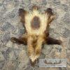 Alaskan Wolverine Tanned Hide For Sale