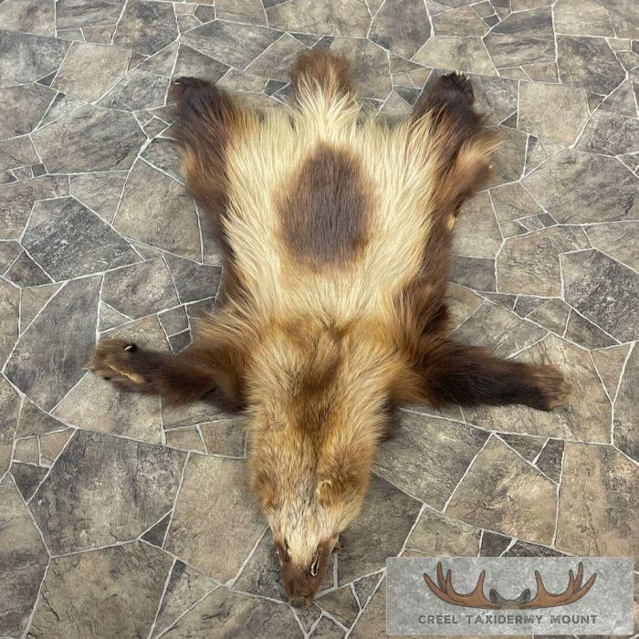 Alaskan Wolverine Tanned Hide For Sale