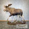 Alaskan Yukon Moose Life-Size Taxidermy Mount For Sale