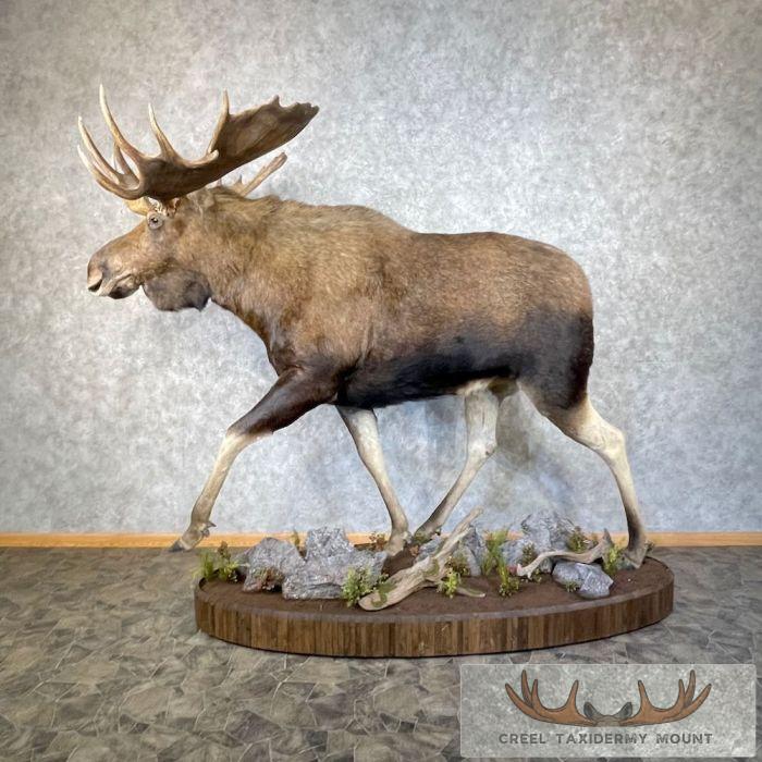 Alaskan Yukon Moose Life-Size Taxidermy Mount For Sale