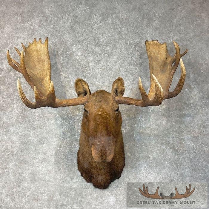 Alaskan Yukon Moose Taxidermy Shoulder Mount For Sale