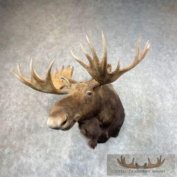 Alaskan Yukon Moose Taxidermy Shoulder Mount For Sale
