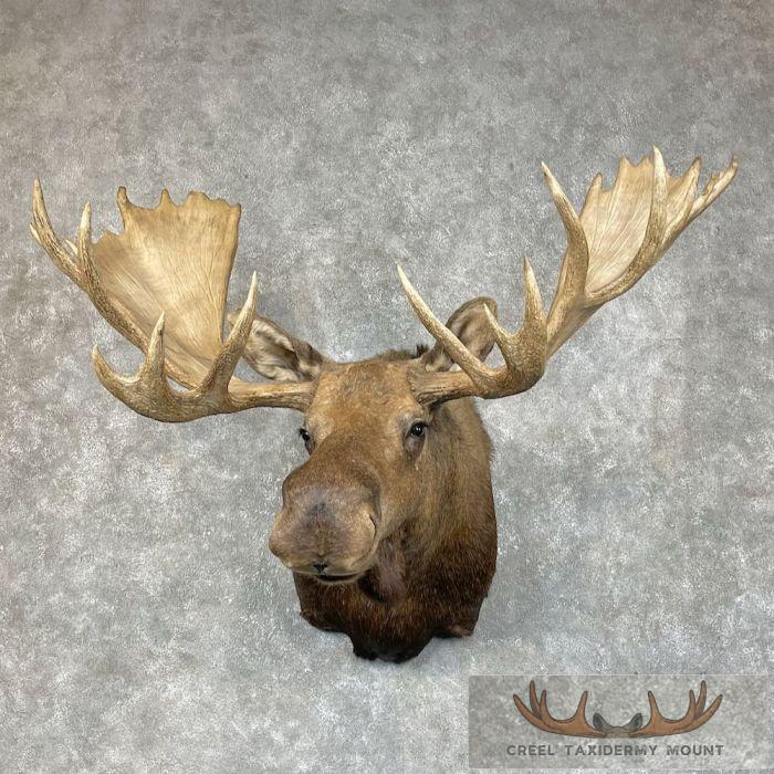 Alaskan Yukon Moose Taxidermy Shoulder Mount For Sale
