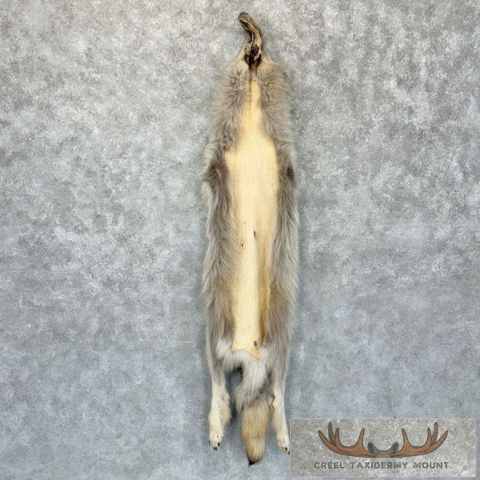 Alaskan Yukon Wolf Tanned Hide For Sale