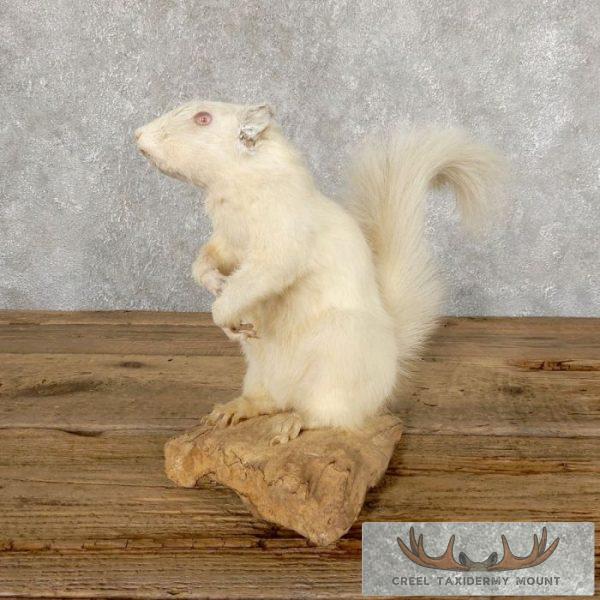Albino Squirrel Taxidermy Mount For Sale