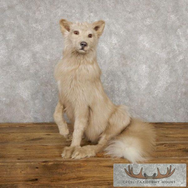 Amber Fox Taxidermy Mount For Sale
