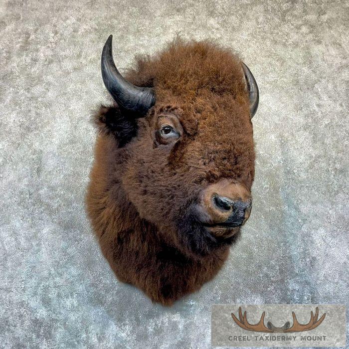 American Buffalo Taxidermy Shoulder Mount For Sale