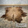 American Buffalo (Bison) Taxidermy Hide For Sale