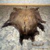 American Buffalo (Bison) Taxidermy Hide For Sale