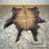 American Buffalo (Bison) Taxidermy Hide For Sale