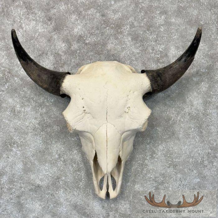 American Buffalo/Bison Skull Taxidermy Mount For Sale