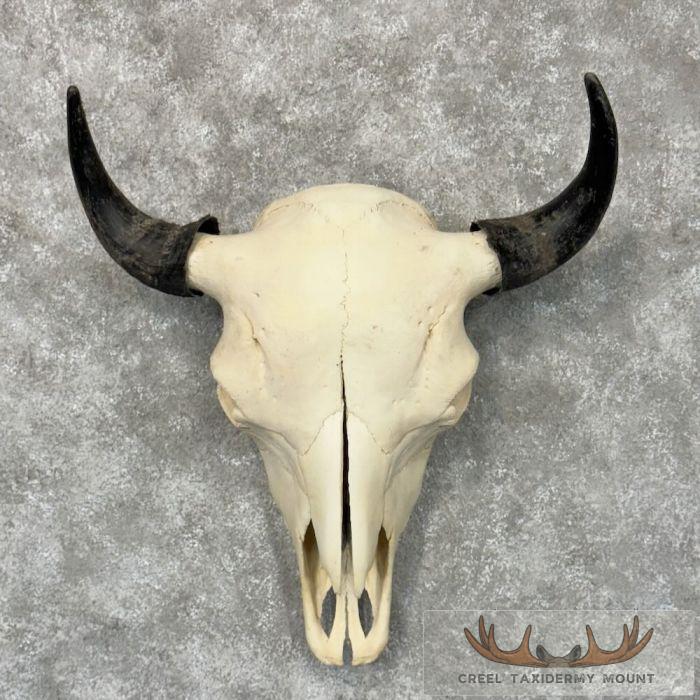 American Buffalo/Bison Skull Taxidermy Mount For Sale