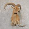 North American Aoudad Taxidermy Shoulder Mount For Sale
