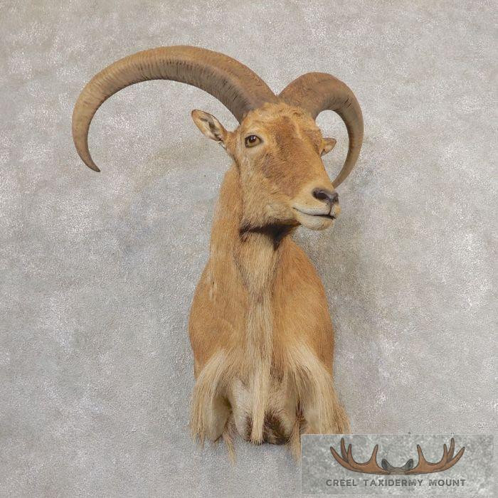North American Aoudad Taxidermy Shoulder Mount For Sale