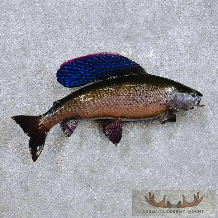 18" Arctic Grayling Taxidermy Fish Mount Taxidermy