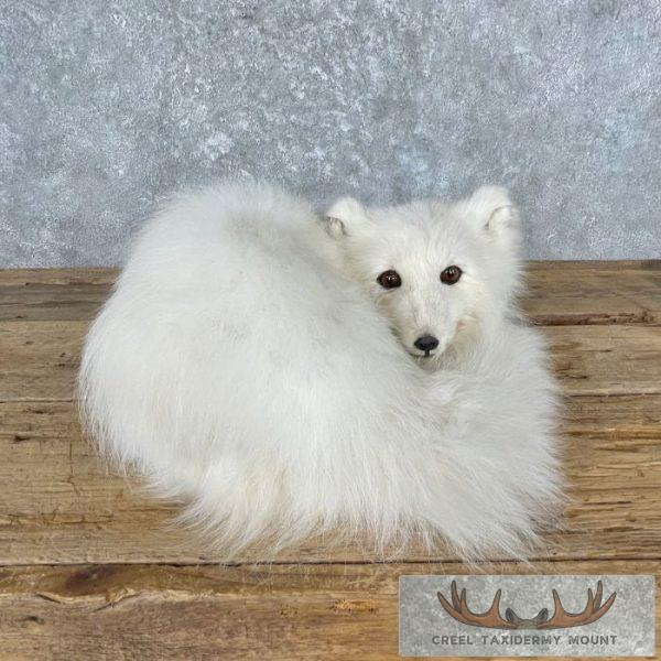 Arctic Fox Life-Size Taxidermy Mount For Sale