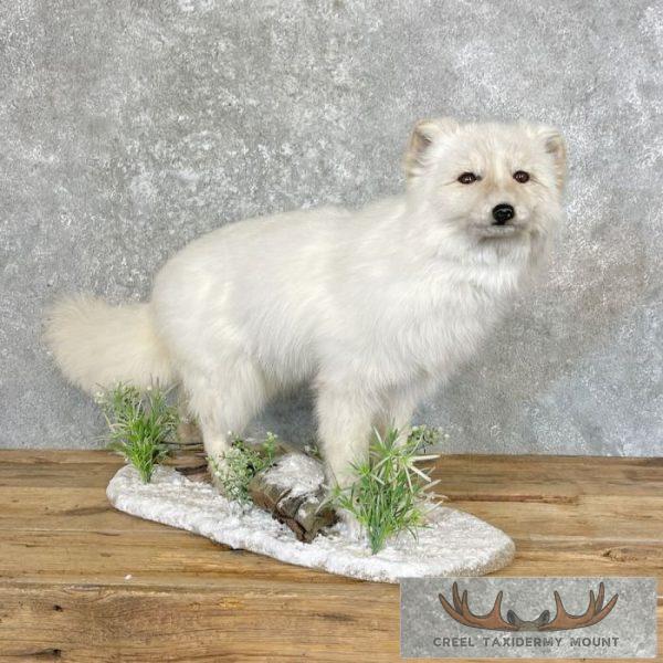Arctic Fox Life-Size Taxidermy Mount For Sale