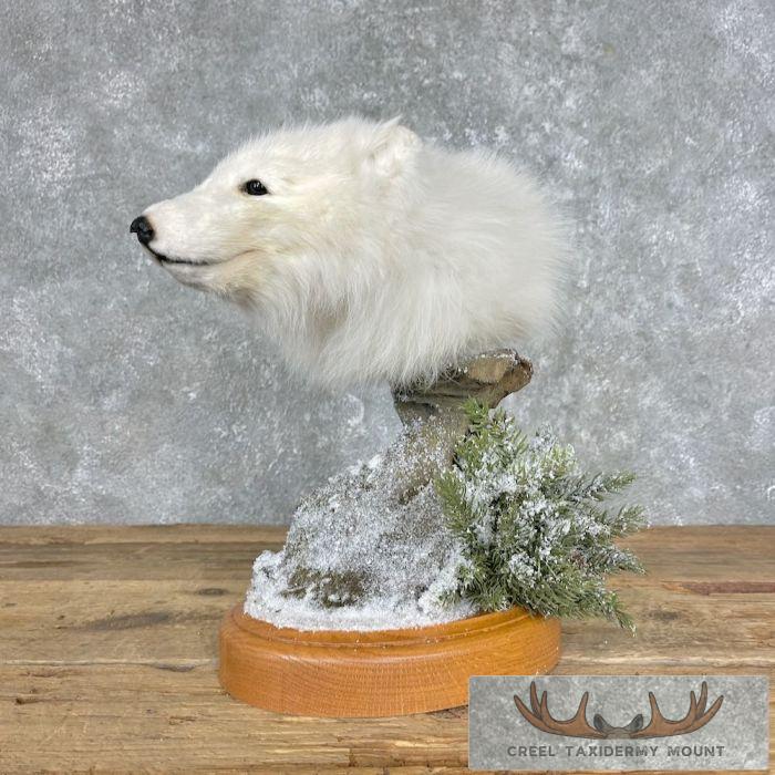 Arctic Fox Shoulder Pedestal Taxidermy Mount For Sale