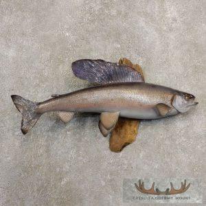 21" Arctic Grayling Taxidermy Fish Mount Taxidermy