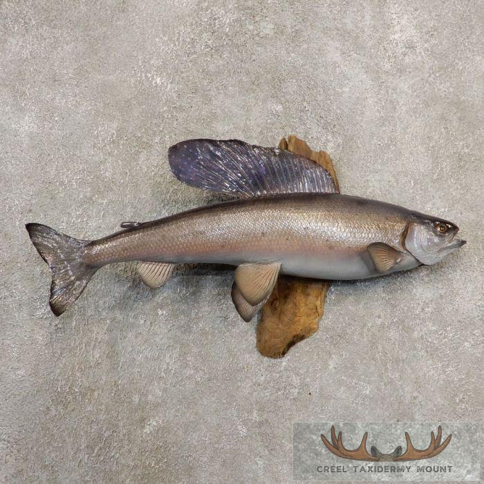 21" Arctic Grayling Taxidermy Fish Mount For Sale