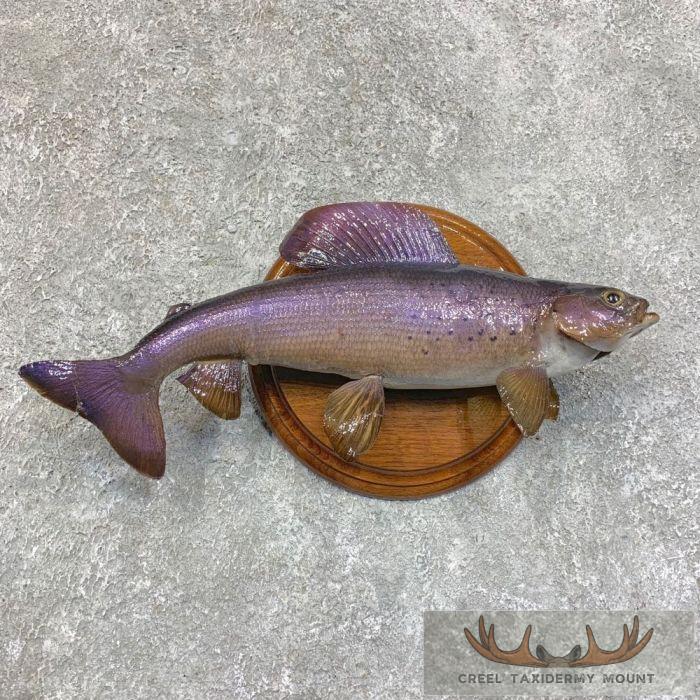 Arctic Grayling Taxidermy Fish Mount For Sale