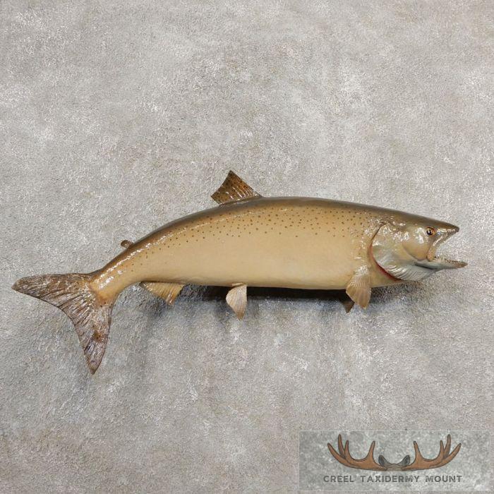 Atlantic Salmon Fish Mount For Sale